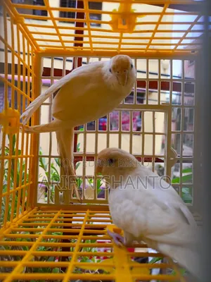 সুন্দর নিউ এডাল্ট বাজিগার জোরা সেল হবে