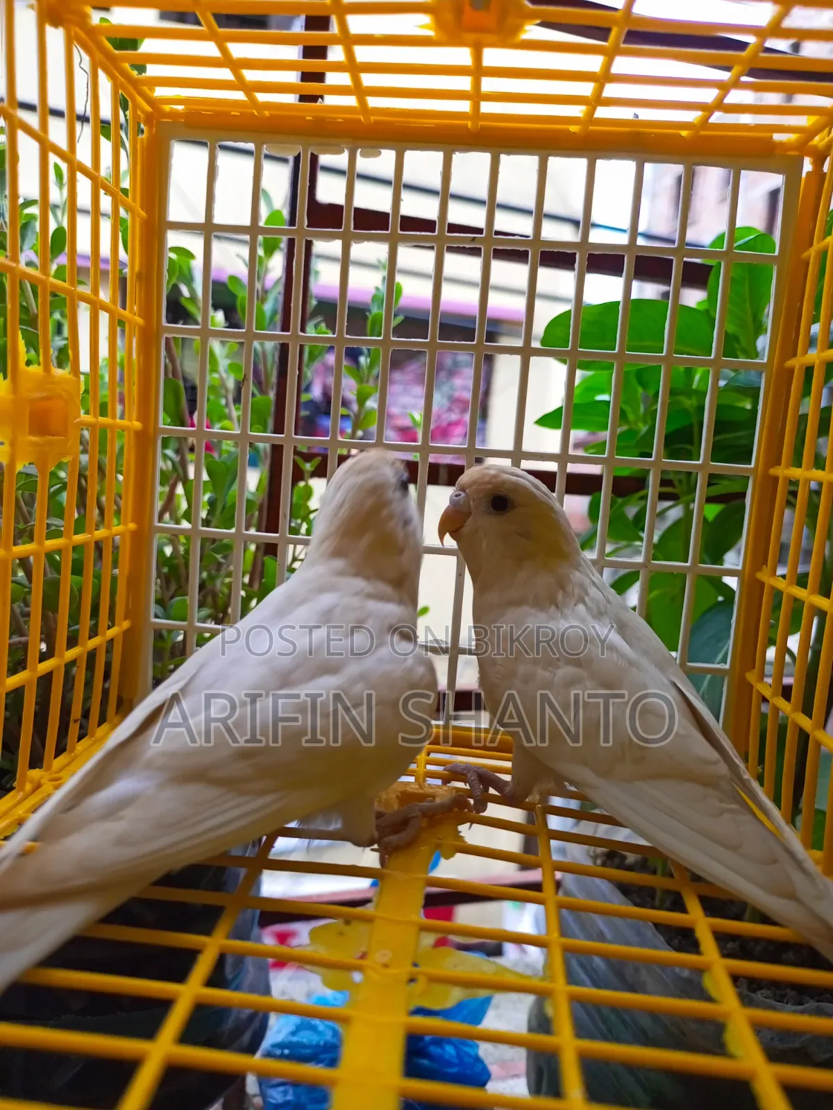 সুন্দর নিউ এডাল্ট বাজিগার জোরা সেল হবে