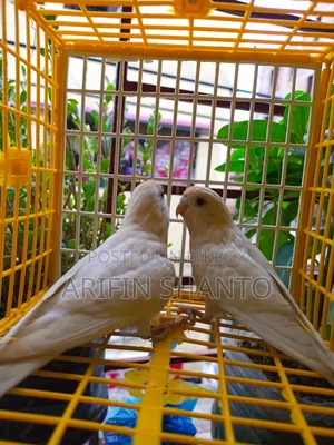 সুন্দর নিউ এডাল্ট বাজিগার জোরা সেল হবে