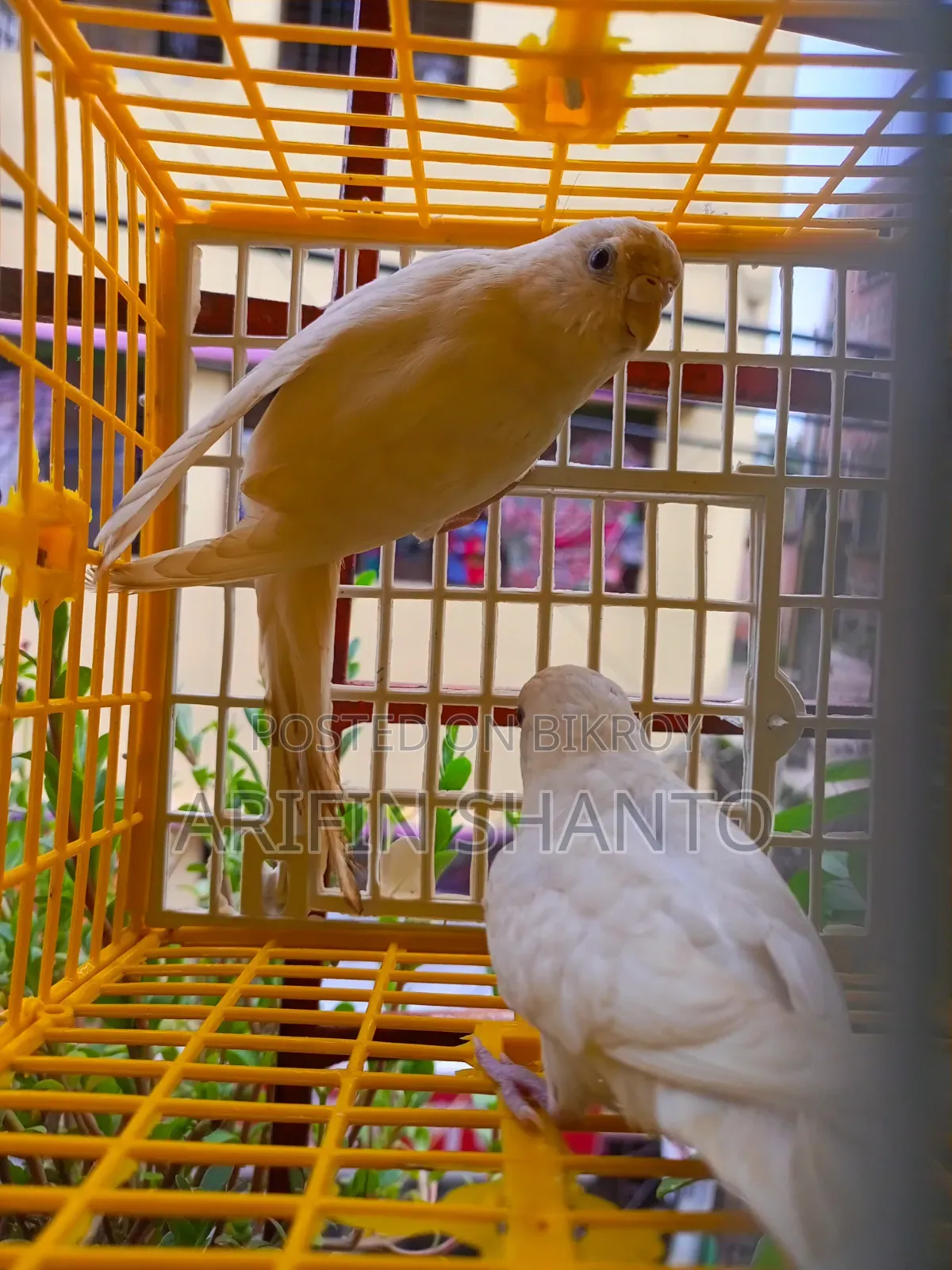 সুন্দর নিউ এডাল্ট বাজিগার জোরা সেল হবে