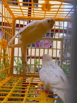 সুন্দর নিউ এডাল্ট বাজিগার জোরা সেল হবে