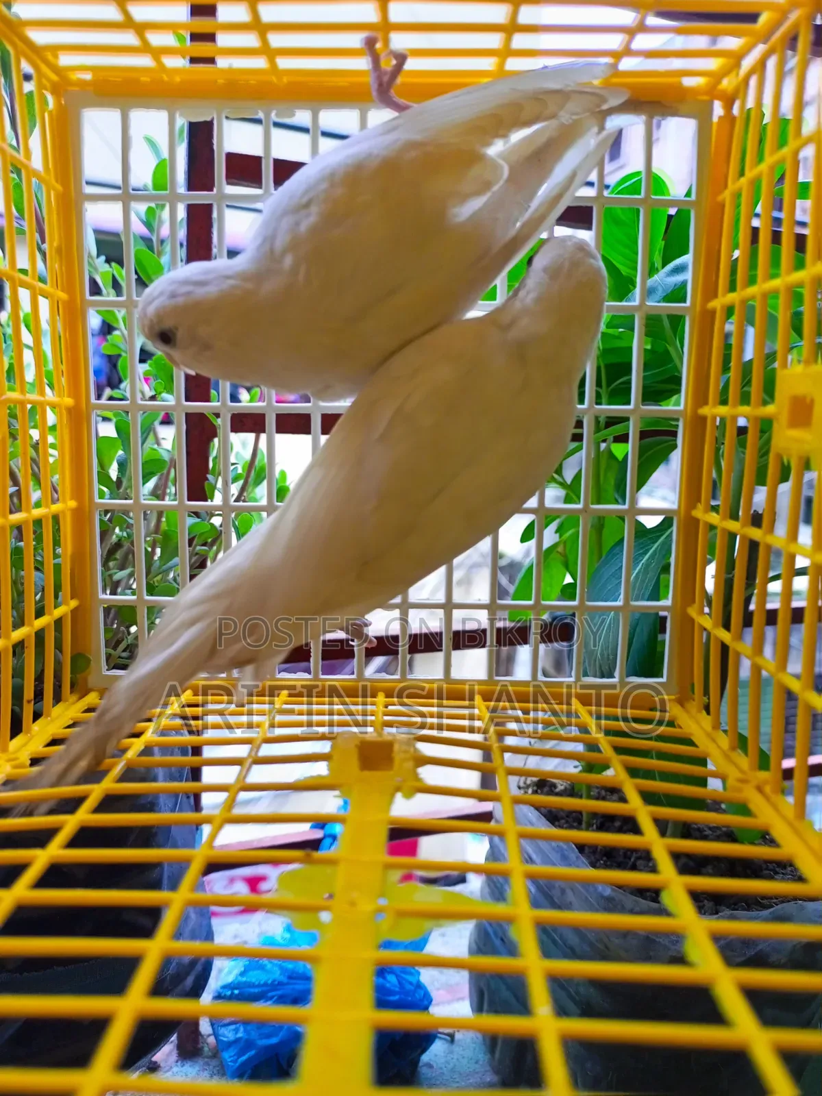 সুন্দর নিউ এডাল্ট বাজিগার জোরা সেল হবে