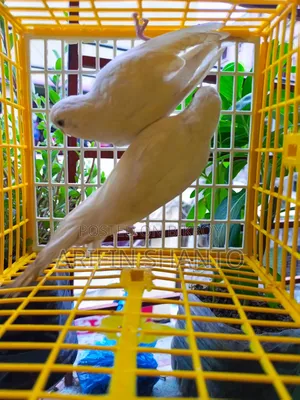 সুন্দর নিউ এডাল্ট বাজিগার জোরা সেল হবে