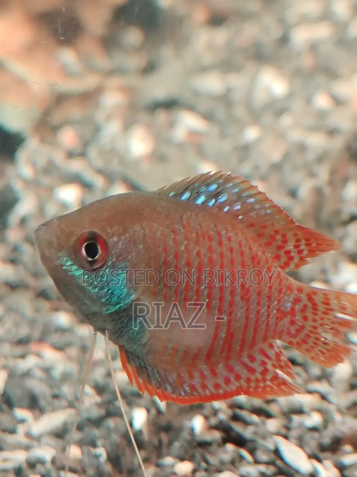 Dwarf Gourami 2 Piece.