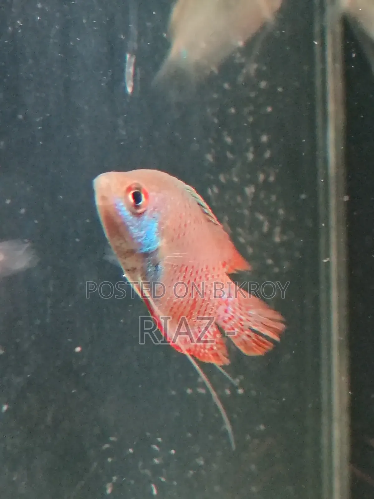 Dwarf Gourami 2 Piece.