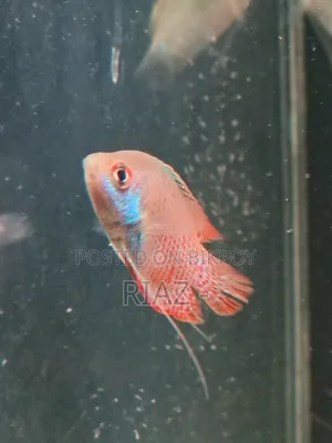 Dwarf Gourami 2 Piece.