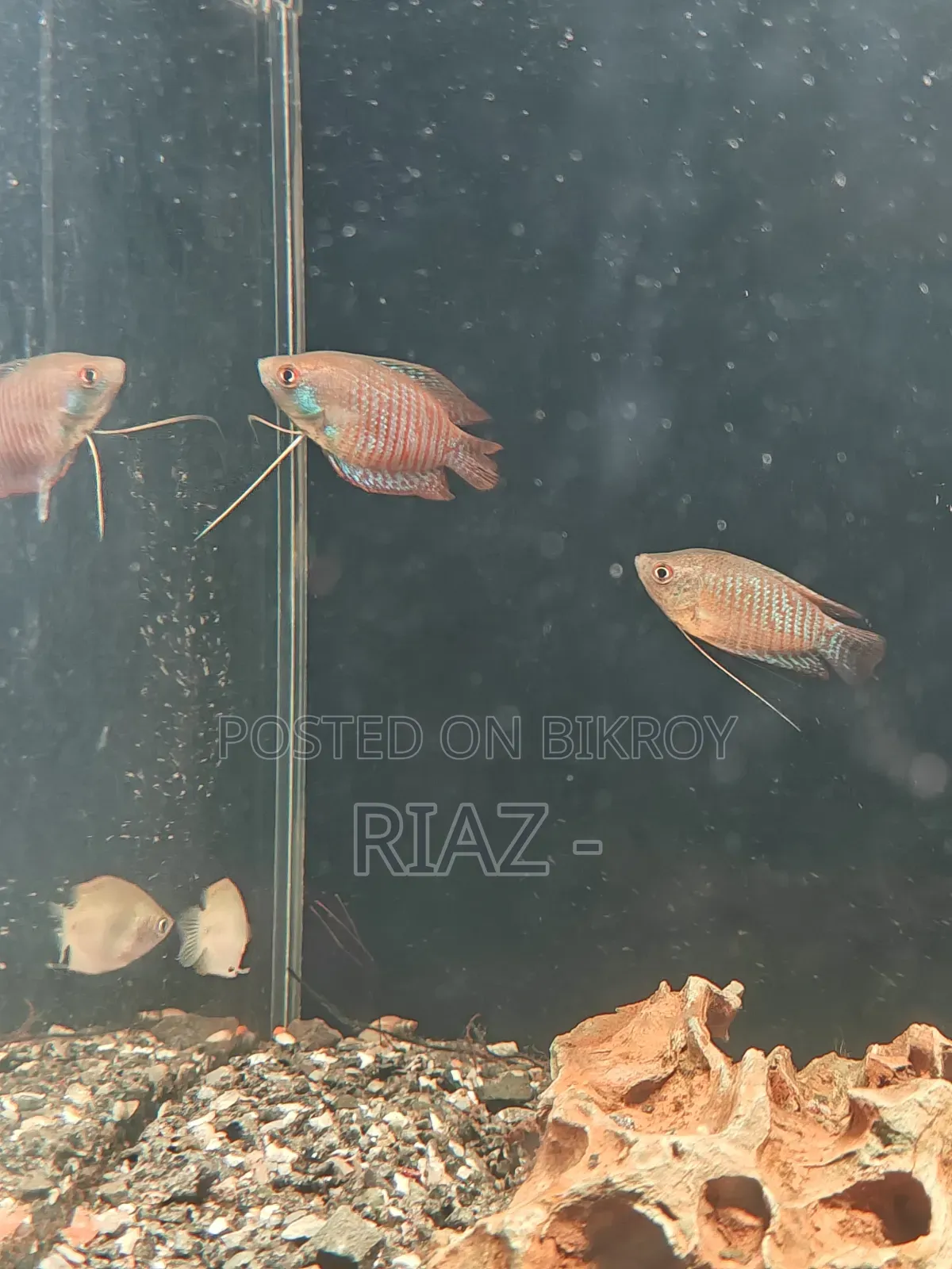 Dwarf Gourami 2 Piece.