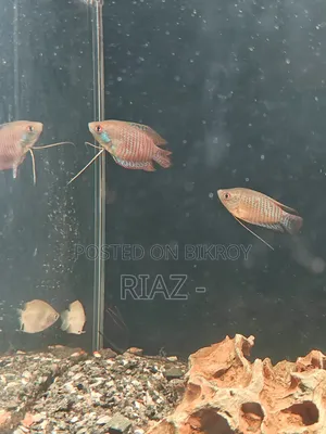 Dwarf Gourami 2 Piece.