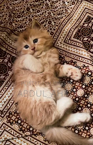 1-3 Months Male Purebred Persian