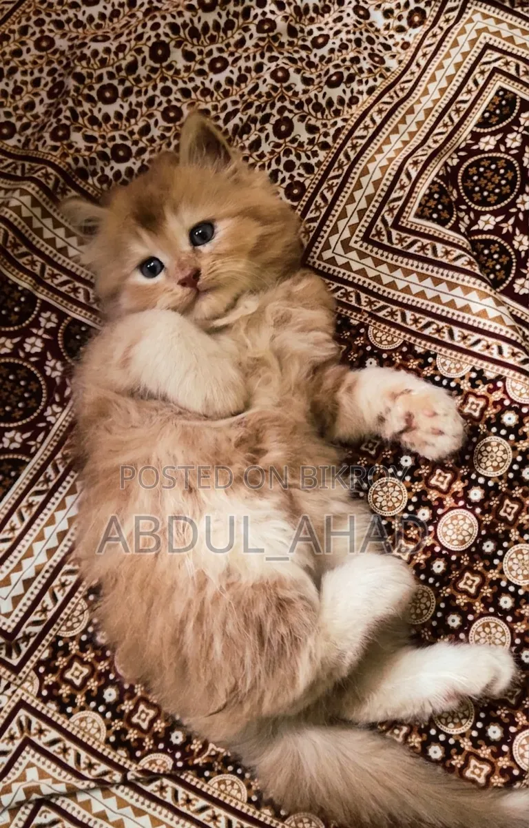 1-3 Months Male Purebred Persian