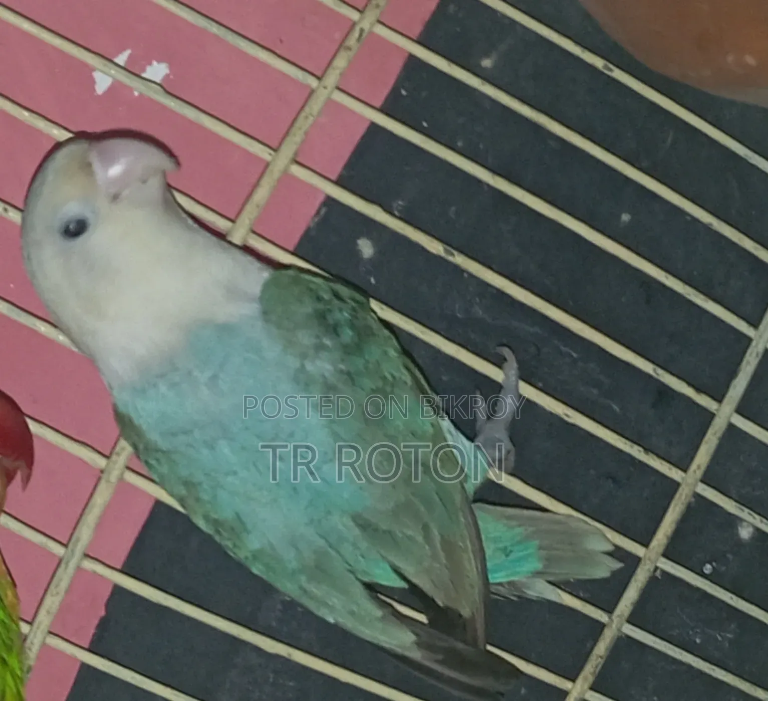 বায়ালেট ওপালাইন লাববাড পাখি