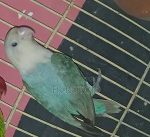 বায়ালেট ওপালাইন লাববাড পাখি