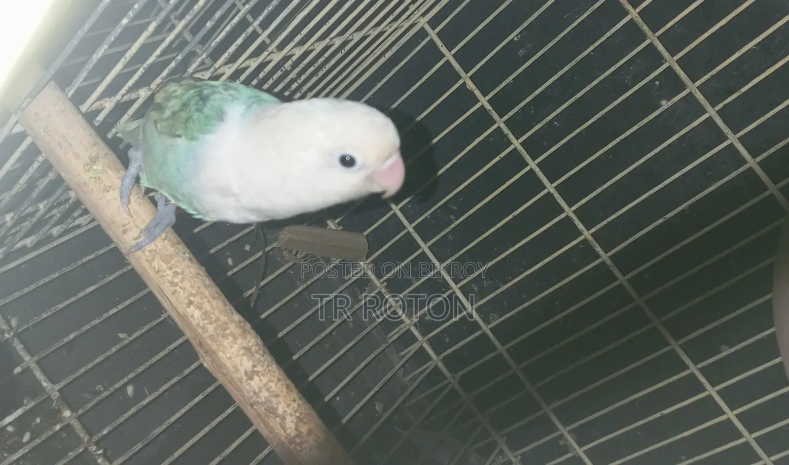 বায়ালেট ওপালাইন লাববাড পাখি