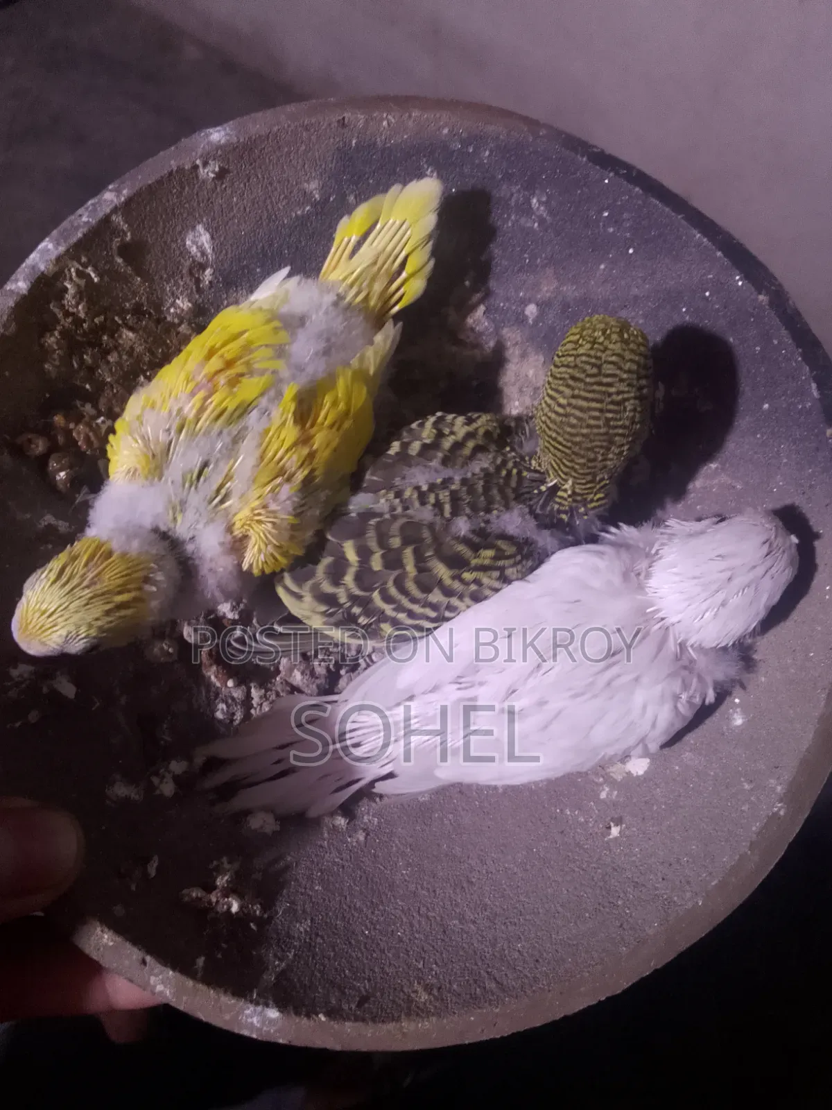 বাযিগর পাখির বাচ্চা সেল হব.