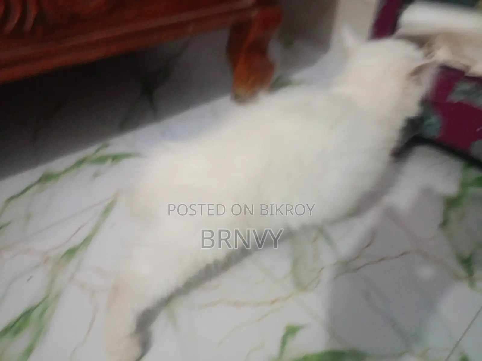 1-3 Months Female Purebred Persian