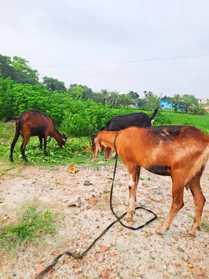তিনটি দেশি ছাগি