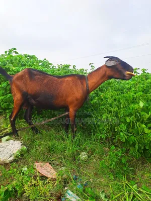তিনটি দেশি ছাগি