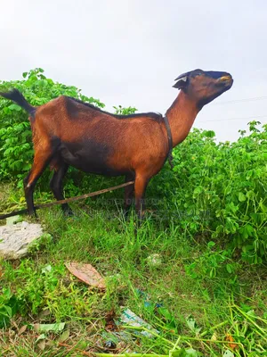 তিনটি দেশি ছাগি