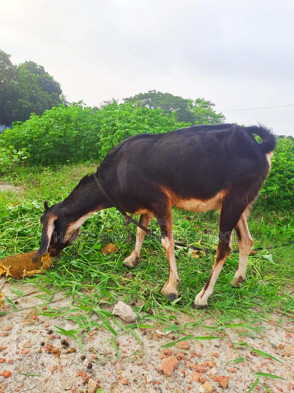 তিনটি দেশি ছাগি