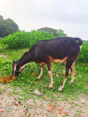 তিনটি দেশি ছাগি