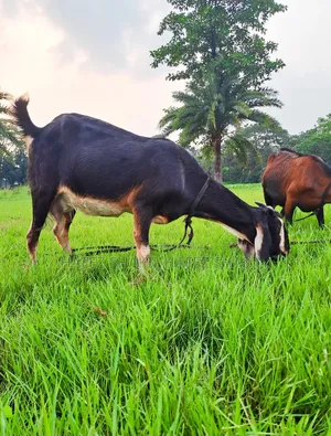 তিনটি দেশি ছাগি