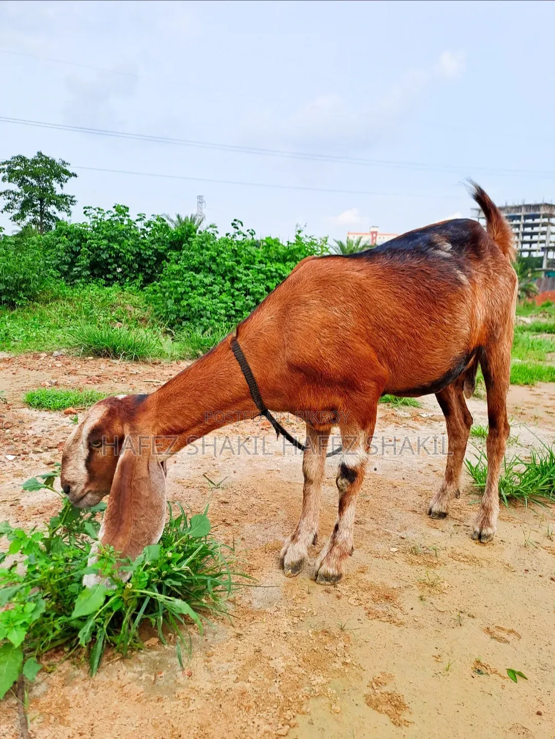 তিনটি দেশি ছাগি
