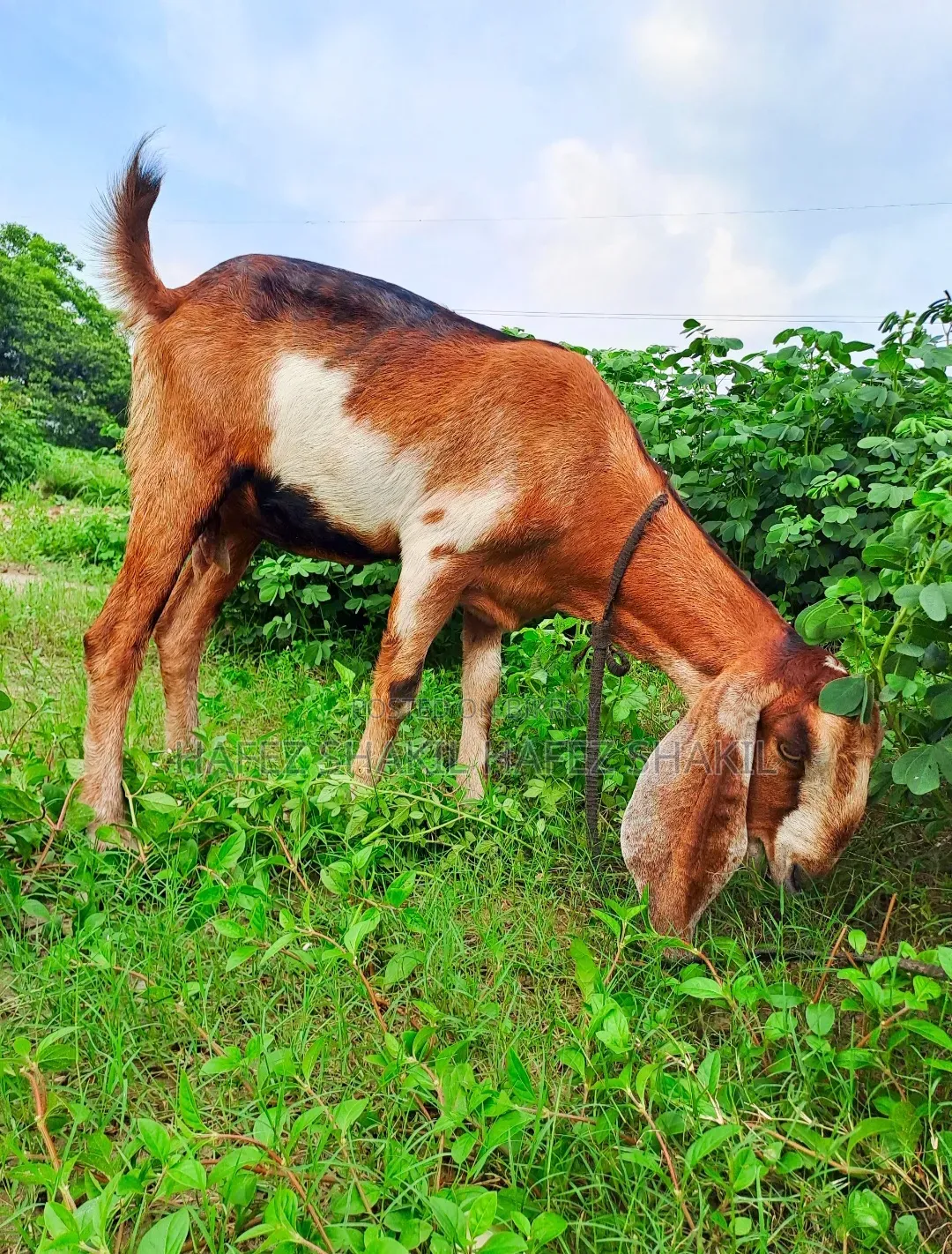 তিনটি দেশি ছাগি