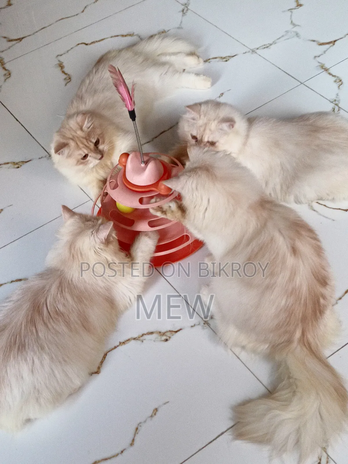 6-12 Months Male Purebred Persian