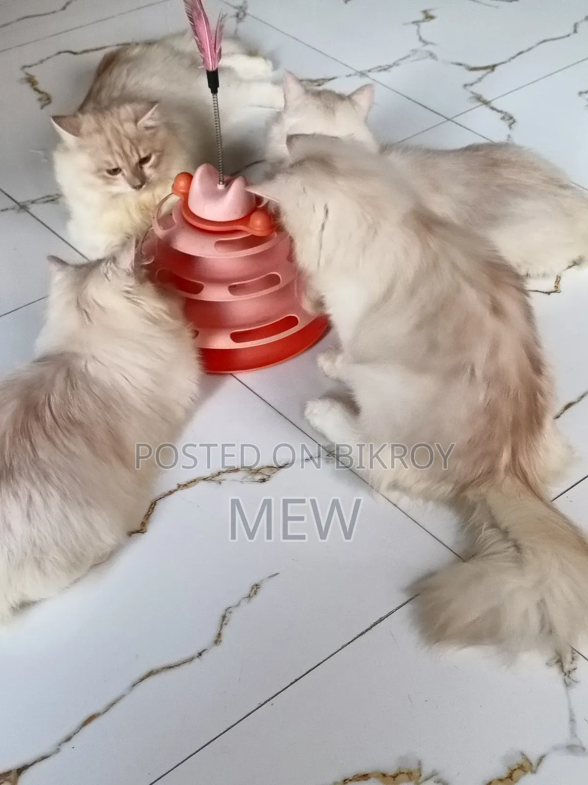 6-12 Months Male Purebred Persian