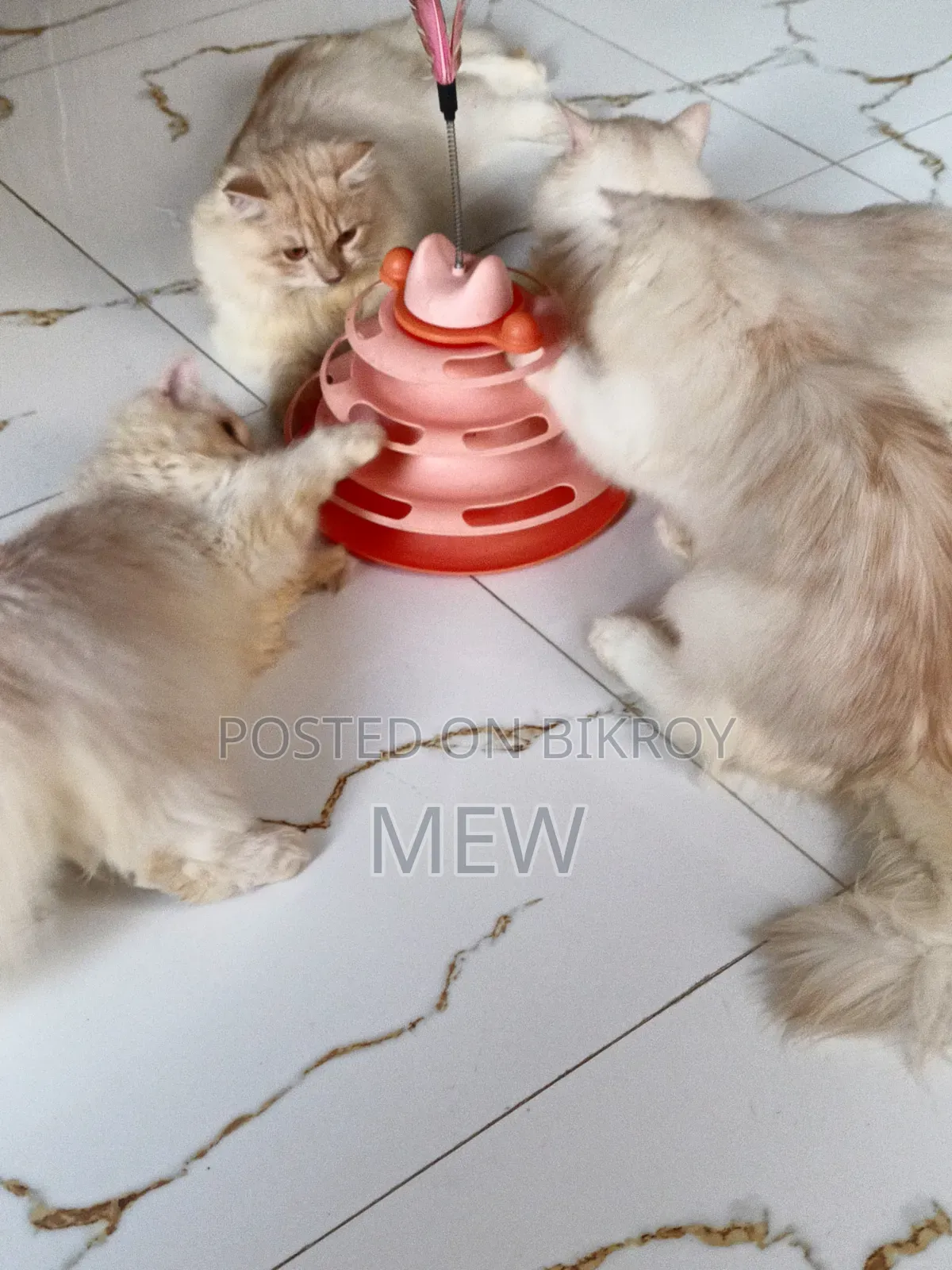 6-12 Months Male Purebred Persian