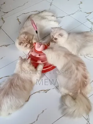 6-12 Months Male Purebred Persian