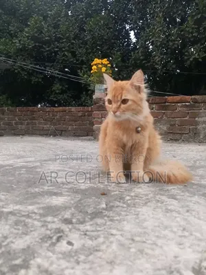 6-12 Months Female Mixed Breed Persian