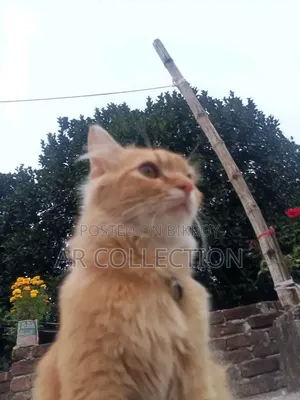 6-12 Months Female Mixed Breed Persian