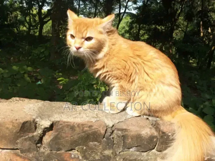 6-12 Months Female Mixed Breed Persian
