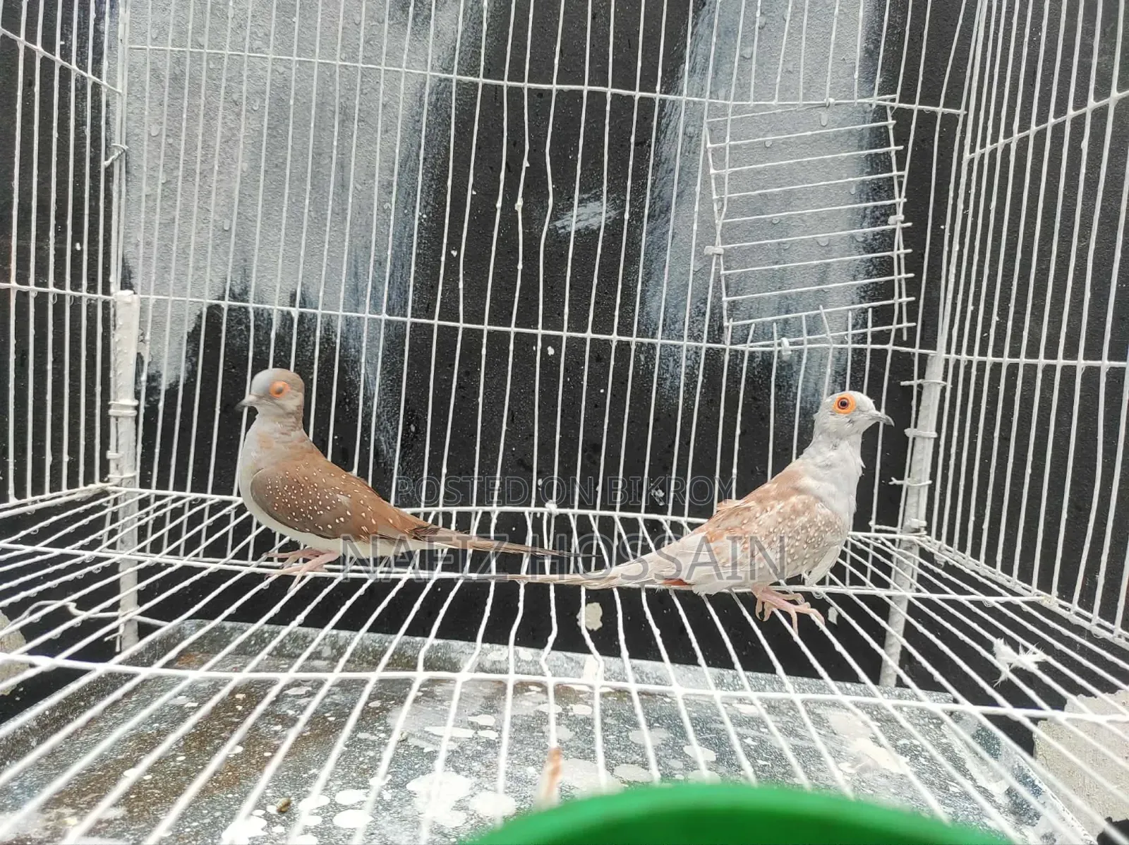 এক জোড়া ডায়মন্ড ডাব