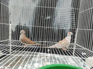 এক জোড়া ডায়মন্ড ডাব