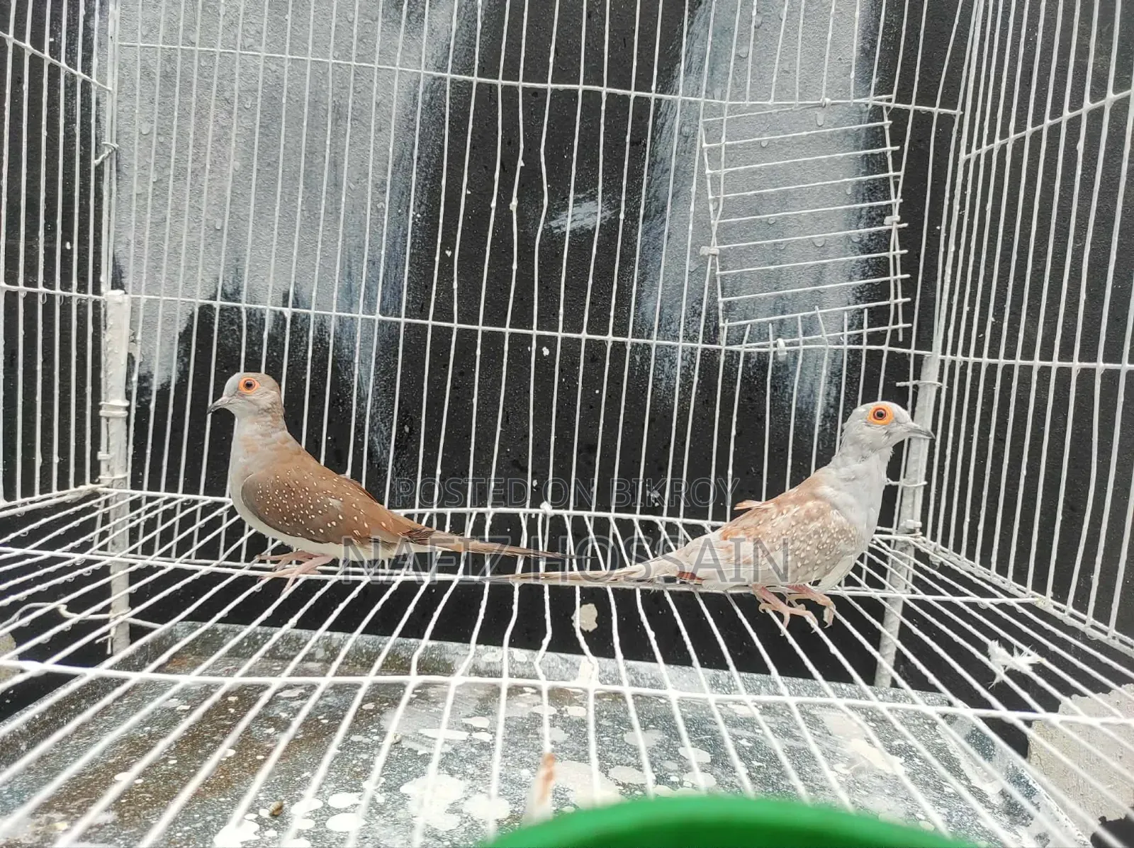 এক জোড়া ডায়মন্ড ডাব