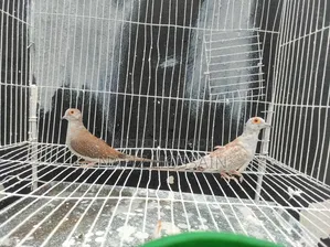 এক জোড়া ডায়মন্ড ডাব