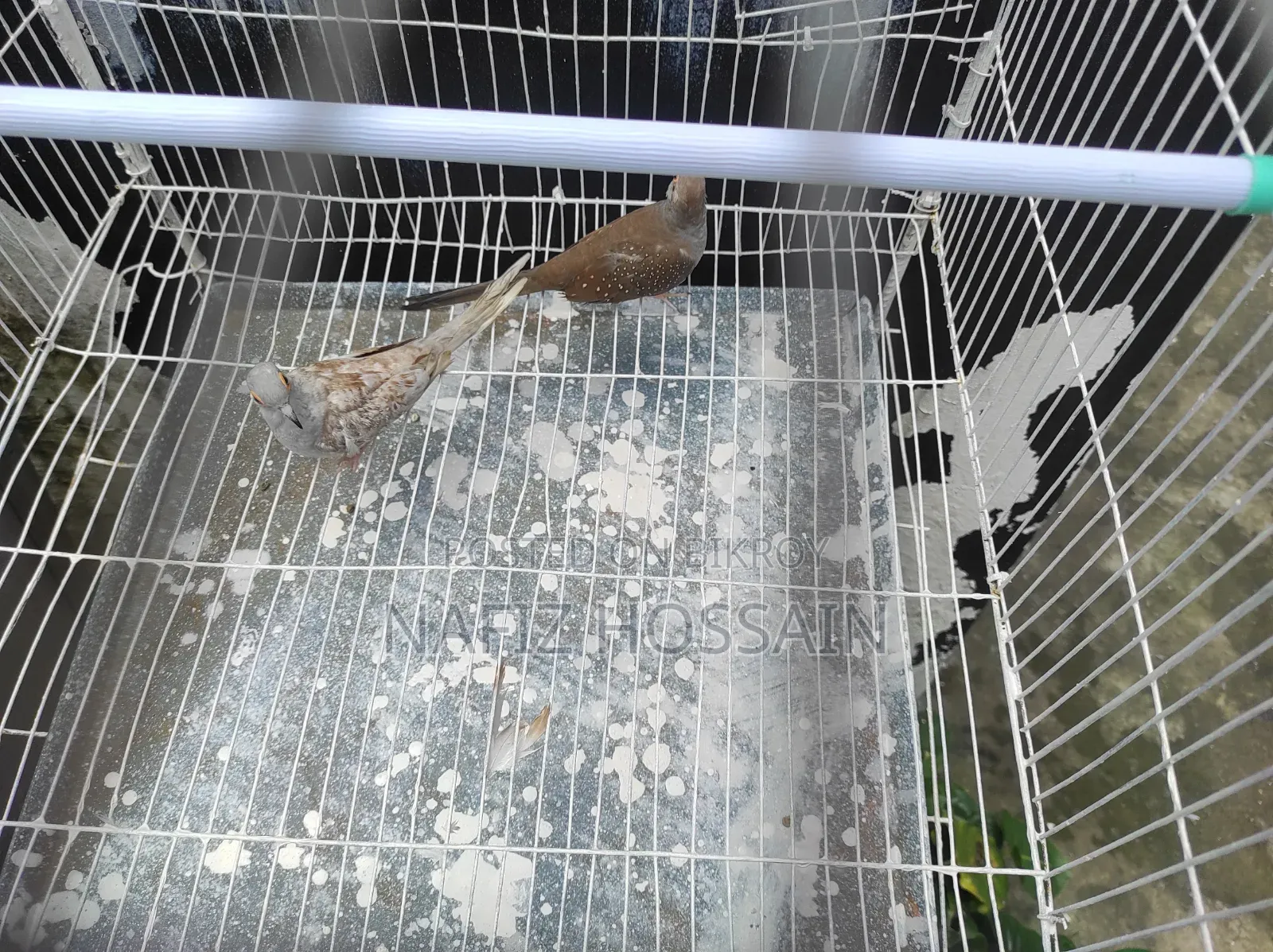 এক জোড়া ডায়মন্ড ডাব