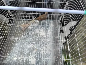 এক জোড়া ডায়মন্ড ডাব