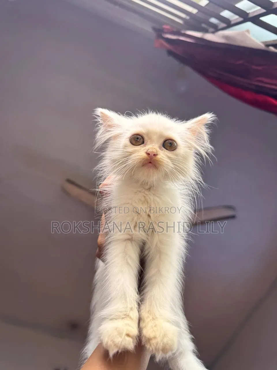 1-3 Months Male Purebred Persian