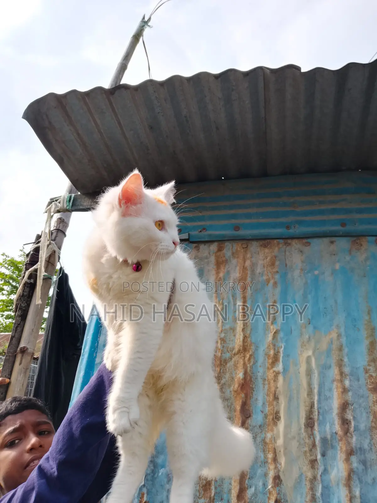 6-12 Months Male Mixed Breed Persian