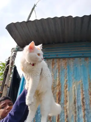 6-12 Months Male Mixed Breed Persian