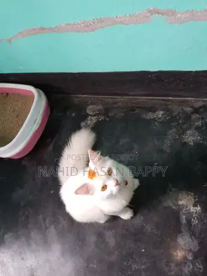 6-12 Months Male Mixed Breed Persian