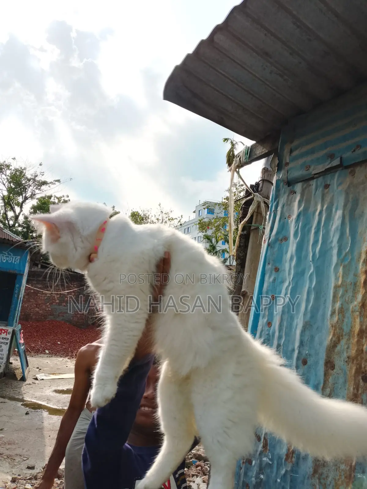 6-12 Months Male Mixed Breed Persian