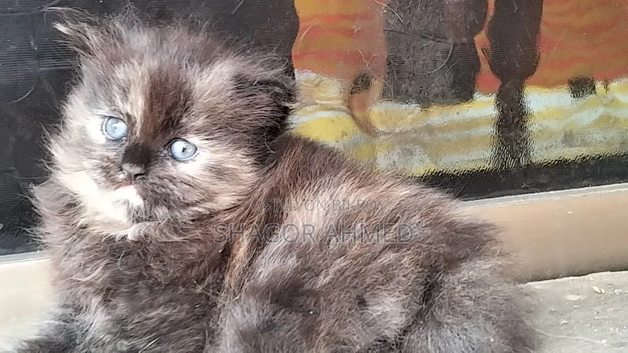 1-3 Months Female Purebred Persian