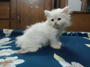 1-3 Months Female Purebred Persian