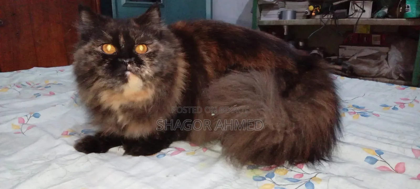 1-3 Months Female Purebred Persian