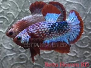 Hellboy FCCP Betta