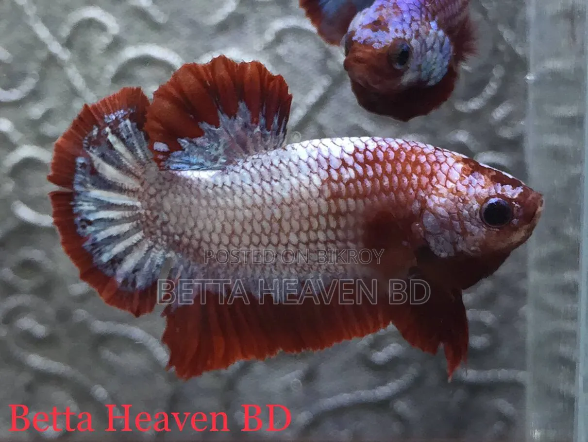 Hellboy FCCP Betta